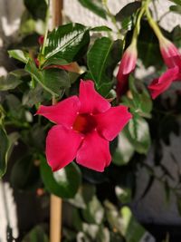 Close-up of pink flowering plant