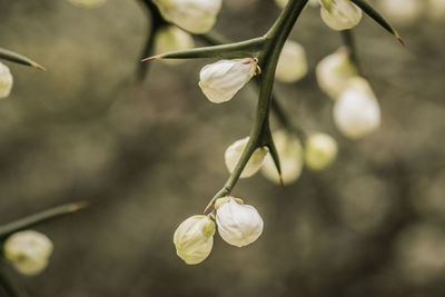 Close-up of white flowers on tree