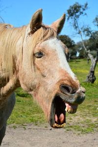 Close-up of horse with mouth open