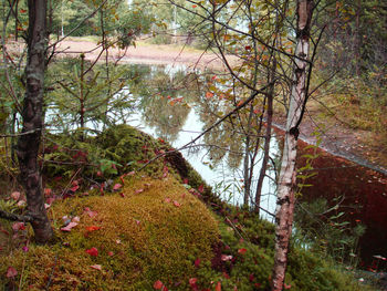 Trees in forest