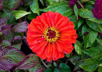 Close-up of red flower blooming outdoors