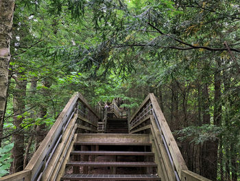 Low angle view of footbridge amidst trees in forest