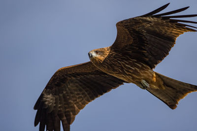 Close-up view of a hawk overhead looking toward the camera on a blue sky day