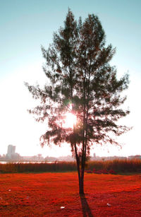 Tree on field against sky during sunset