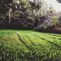 Scenic view of grass against sky