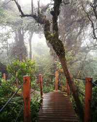 Boardwalk amidst trees