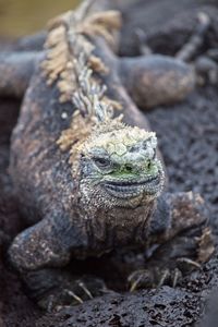 Closeup of marine iguana amblyrhynchus cristatus looking into camera in galapagos islands, ecuador.