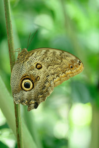 Close-up of butterfly on leaf