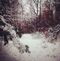 Trees in forest during winter