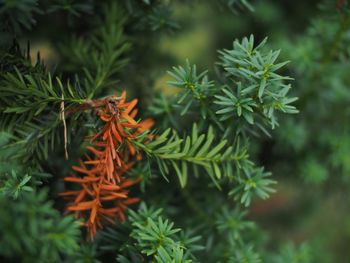 Close-up of plant against blurred background