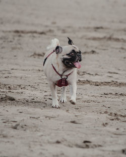 Full length of dog walking on sand at beach