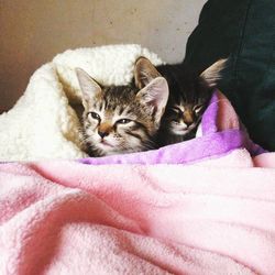 Portrait of cat relaxing on bed