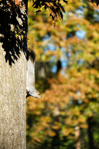 Close-up of bird perching on tree