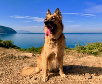 Dog on beach