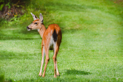 Deer standing on grass