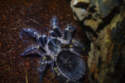 High angle view of spider on field