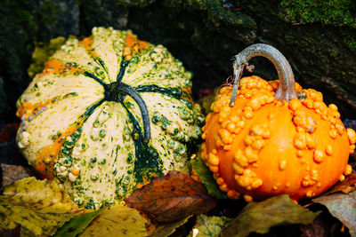 High angle view of pumpkins on field in forest during halloween