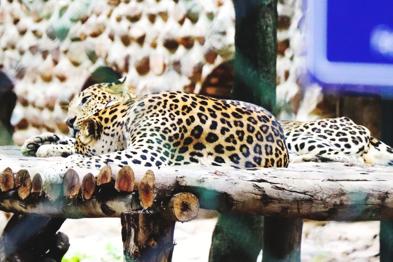 animal, animals in the wild, animal themes, animal wildlife, big cat, mammal, one animal, no people, feline, vertebrate, focus on foreground, leopard, spotted, day, animal markings, relaxation, cat, nature, resting, tree, zoo, whisker