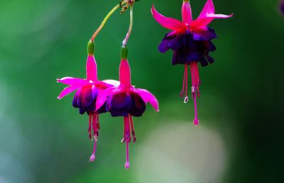 Close-up of pink flowers