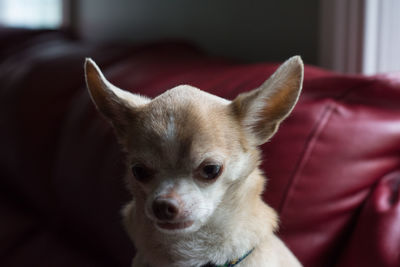 Close-up portrait of dog at home