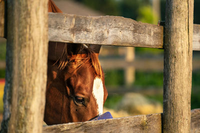 Horse in stable