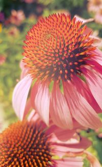 Close-up of flowers