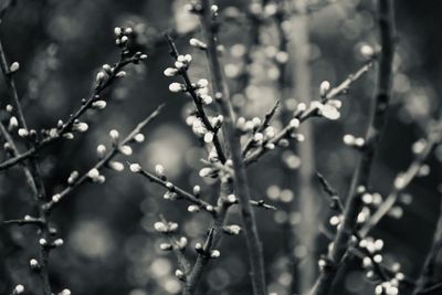 Close-up tree branches 