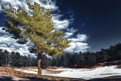 Trees on snow covered landscape against sky