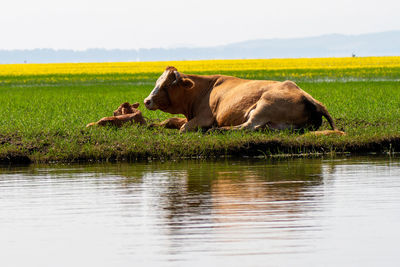 Sheep in a lake