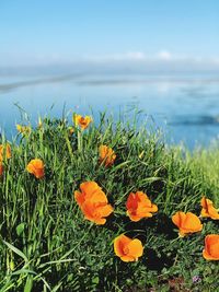 Close-up of flowering plants on land against sky