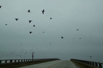 Low angle view of birds flying against sky