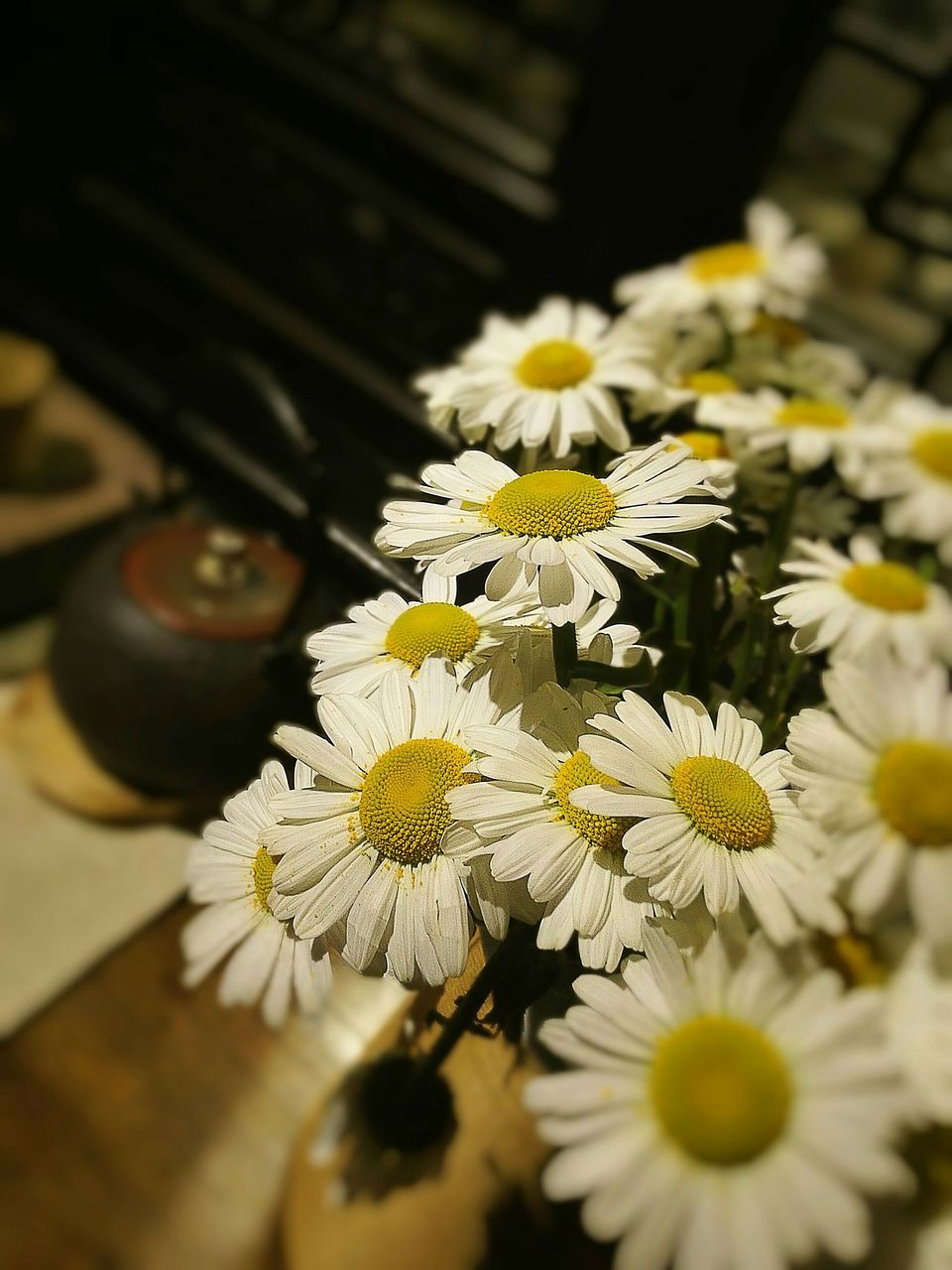 flower, petal, freshness, fragility, flower head, white color, daisy, pollen, beauty in nature, close-up, yellow, growth, blooming, nature, focus on foreground, selective focus, high angle view, in bloom, plant, day