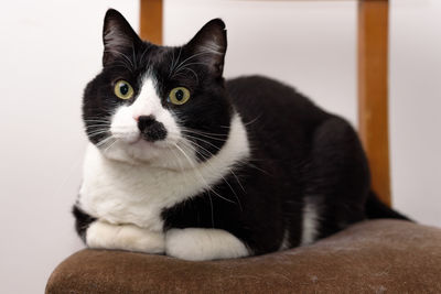 Close-up portrait of a cat