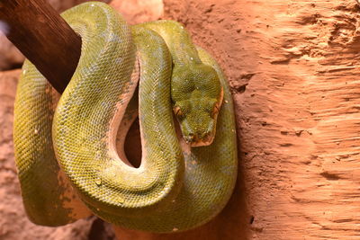 Close-up of hand holding snake