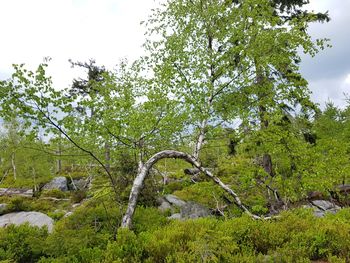 Trees in forest