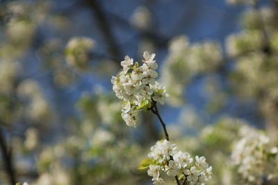 Close-up of white cherry blossom plant