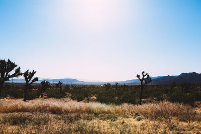 Scenic view of field against clear sky