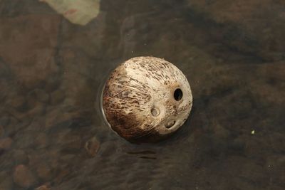 High angle view of turtle in water