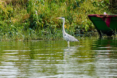 Bird in a lake