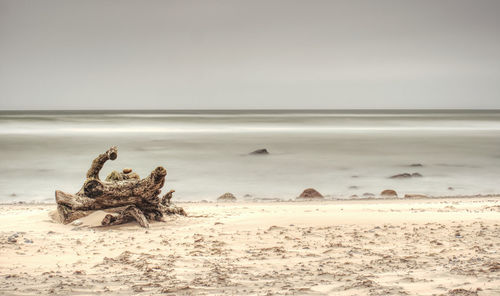 Driftwood on beach against sky