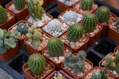 High angle view of succulent plants in market