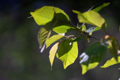 Close-up of leaves