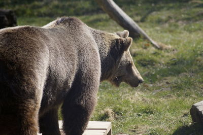 Grizzly bear at nature 