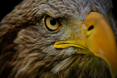 Close-up of a bird