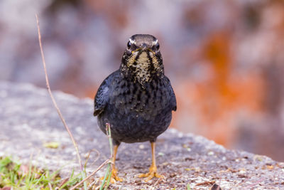 Close-up of bird perching on a land