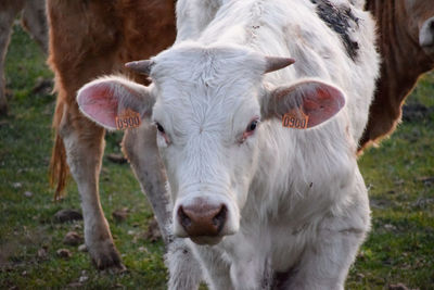 Portrait of cow on field