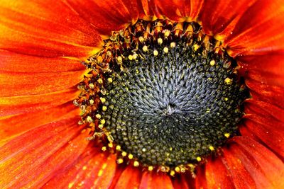 Full frame shot of sunflower