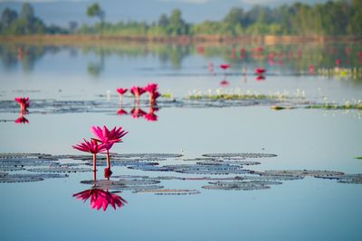 Red flowers floating on water against lake