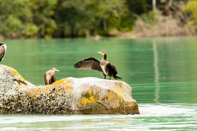 Three brown cormorants on a rock