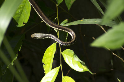 Close-up of lizard on leaves